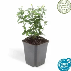 LA GREEN TOUCH - Fusain rampant x12 – entre 0,75 et 1m2