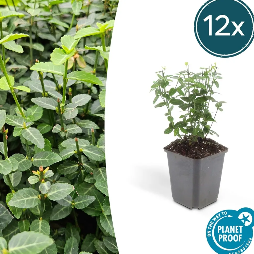 LA GREEN TOUCH - Fusain rampant x12 – entre 0,75 et 1m2