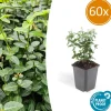 LA GREEN TOUCH - Fusain rampant x60 – entre 3,75 et 5m2
