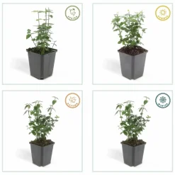 LA GREEN TOUCH - Fusain rampant x60 – entre 3,75 et 5m2
