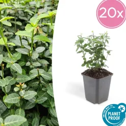 LA GREEN TOUCH - Fusain rampant x60 – entre 3,75 et 5m2
