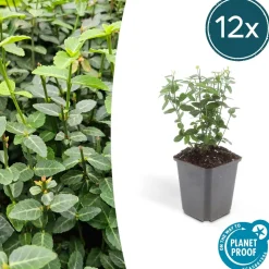 LA GREEN TOUCH - Fusain rampant x20 – entre 1,25 et 1,67m2