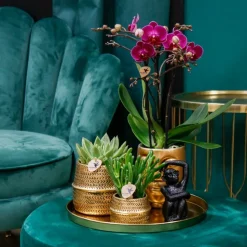 LA GREEN TOUCH - Gift set hotel chic | orchidée phalaenopsis pourpre et succulentes