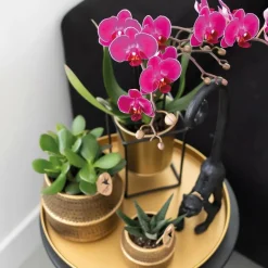 LA GREEN TOUCH - Gift set hotel chic | orchidée phalaenopsis pourpre et succulentes