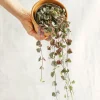 LA GREEN TOUCH - Grand ceropegia woodi 38cm - plante d'intérieur