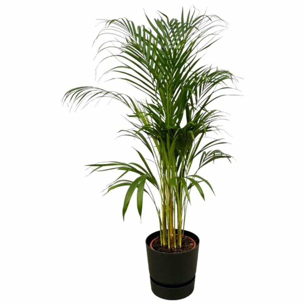 LA GREEN TOUCH - Grand palmier areca et son pot - hauteur 85cm