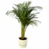 LA GREEN TOUCH - Grand palmier areca et son pot - hauteur 85cm