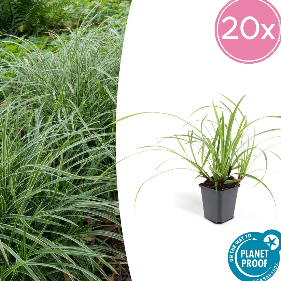 LA GREEN TOUCH - Grand palmier areca et son pot - hauteur 85cm