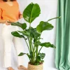 LA GREEN TOUCH - Grand strelitzia nicolai 100cm - plante d'intérieur