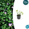 LA GREEN TOUCH - Grande pervenche x12 – entre 0,75 et 1m2