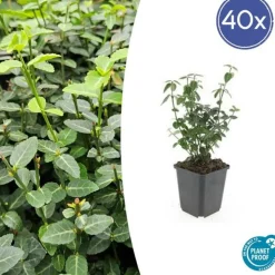 LA GREEN TOUCH - Grande pervenche x12 – entre 0,75 et 1m2