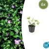 LA GREEN TOUCH - Grande pervenche x6 – entre 0,38 et 0,5m2