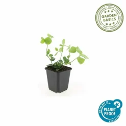 LA GREEN TOUCH - Grande pervenche x6 – entre 0,38 et 0,5m2