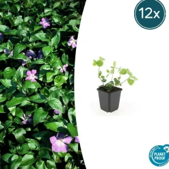 LA GREEN TOUCH - Grande pervenche x6 – entre 0,38 et 0,5m2