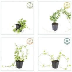 LA GREEN TOUCH - Grande pervenche 'variegata' x20 – entre 1,25 et 1,67m2