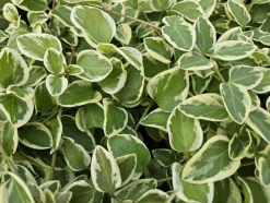 LA GREEN TOUCH - Grande pervenche 'variegata' x20 – entre 1,25 et 1,67m2