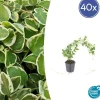 LA GREEN TOUCH - Grande pervenche 'variegata' x40 – entre 2,5 et 3,33m2