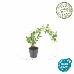 LA GREEN TOUCH - Grande pervenche 'variegata' x40 – entre 2,5 et 3,33m2