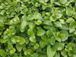 LA GREEN TOUCH - Grande pervenche 'alba' x60 – entre 3,75 et 5m2