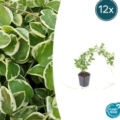 LA GREEN TOUCH - Grande pervenche 'variegata' x6 – entre 0,38 et 0,5m2