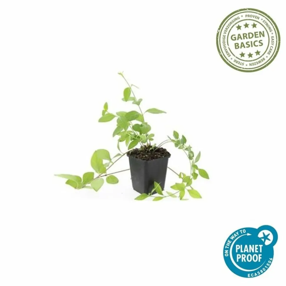 LA GREEN TOUCH - Grande pervenche 'alba' x12 – entre 0,75 et 1m2