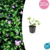 LA GREEN TOUCH - Grande pervenche x20 – entre 1,25 et 1,67m2