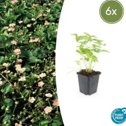 LA GREEN TOUCH - Grande pervenche x20 – entre 1,25 et 1,67m2