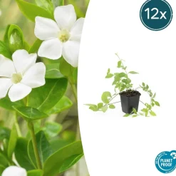 LA GREEN TOUCH - Grande pervenche 'alba' x20 – entre 1,25 et 1,67m2