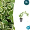 LA GREEN TOUCH - Grande pervenche 'variegata' x12 – entre 0,75 et 1m2