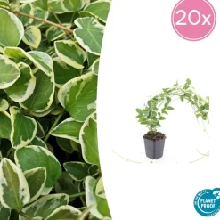 LA GREEN TOUCH - Grande pervenche 'variegata' x12 – entre 0,75 et 1m2