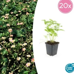 LA GREEN TOUCH - Grande pervenche x60 – entre 3,75 et 5m2