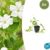 LA GREEN TOUCH - Grande pervenche 'alba' x6 – entre 0,38 et 0,5m2