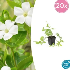 LA GREEN TOUCH - Grande pervenche 'alba' x6 – entre 0,38 et 0,5m2
