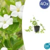 LA GREEN TOUCH - Grande pervenche 'alba' x40 – entre 2,5 et 3,33m2
