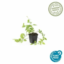 LA GREEN TOUCH - Grande pervenche 'alba' x40 – entre 2,5 et 3,33m2