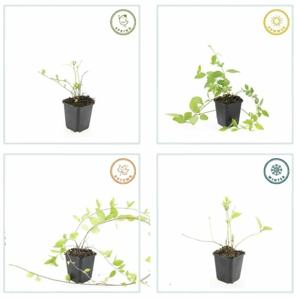 LA GREEN TOUCH - Grande pervenche 'alba' x40 – entre 2,5 et 3,33m2