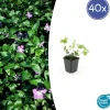 LA GREEN TOUCH - Grande pervenche x40 – entre 2,5 et 3,33m2