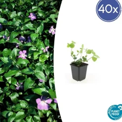 LA GREEN TOUCH - Grande pervenche x40 – entre 2,5 et 3,33m2