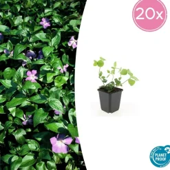 LA GREEN TOUCH - Grande pervenche x40 – entre 2,5 et 3,33m2