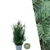 LA GREEN TOUCH - Grands ifs h100cm pour 10 mètres linéaires de haie 25x12l