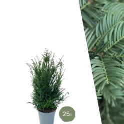 LA GREEN TOUCH - Grands ifs h100cm pour 10 mètres linéaires de haie 25x12l