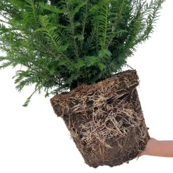LA GREEN TOUCH - Grands ifs h100cm pour 10 mètres linéaires de haie 25x12l