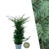 LA GREEN TOUCH - Grands ifs h125cm pour 10 mètres linéaires de haie 20x12l