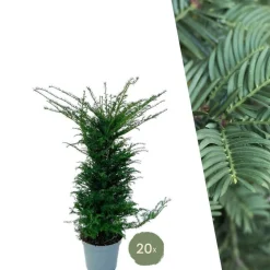 LA GREEN TOUCH - Grands ifs h125cm pour 10 mètres linéaires de haie 20x12l