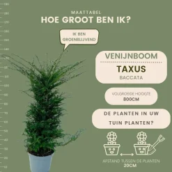 LA GREEN TOUCH - Grands ifs h125cm pour 10 mètres linéaires de haie 20x12l