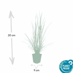 LA GREEN TOUCH - Géranium macrorrhizum czakor x 20