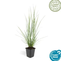 LA GREEN TOUCH - Géranium macrorrhizum czakor x 40