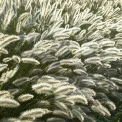 LA GREEN TOUCH - Géranium macrorrhizum czakor x 40