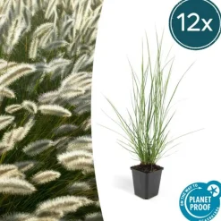LA GREEN TOUCH - Géranium macrorrhizum czakor x 40