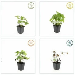 LA GREEN TOUCH - Géranium noueux x40 – entre 2,5 et 3,33m2